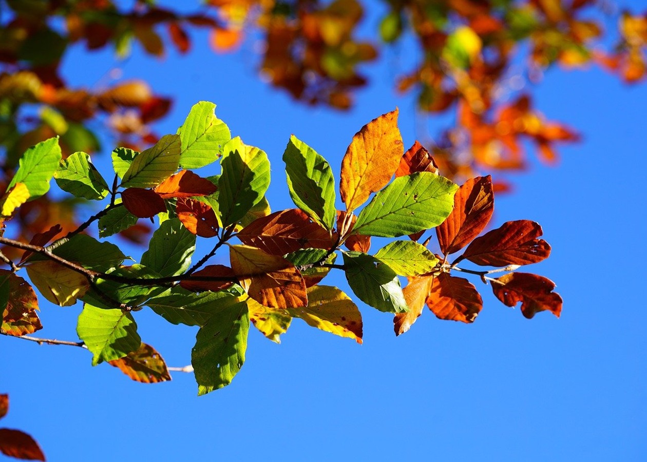 Гороскоп для всіх знаків зодіаку на вихідні 15-16 листопада 2025 року