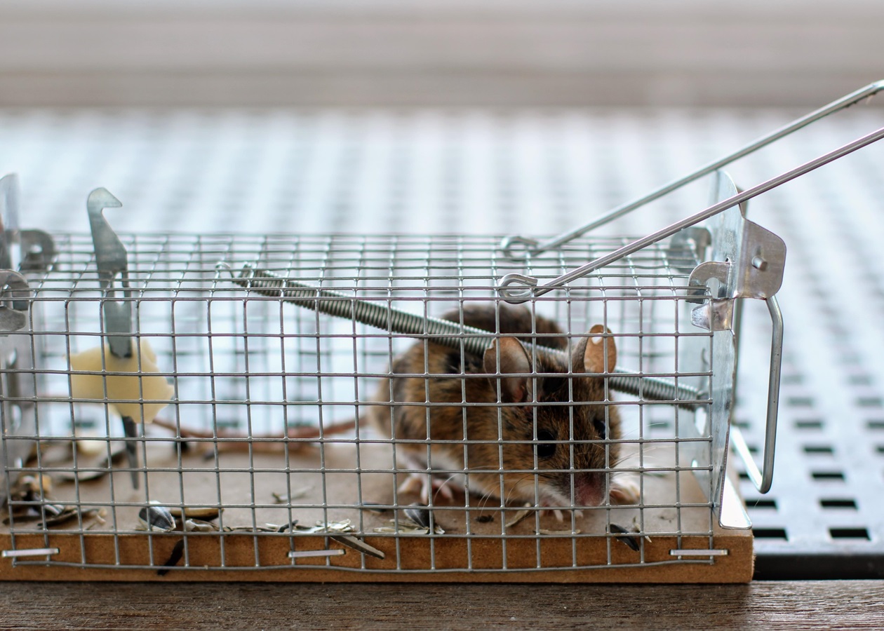 Миша перехитрила господаря і втекла з пасткою: курйозні кадри