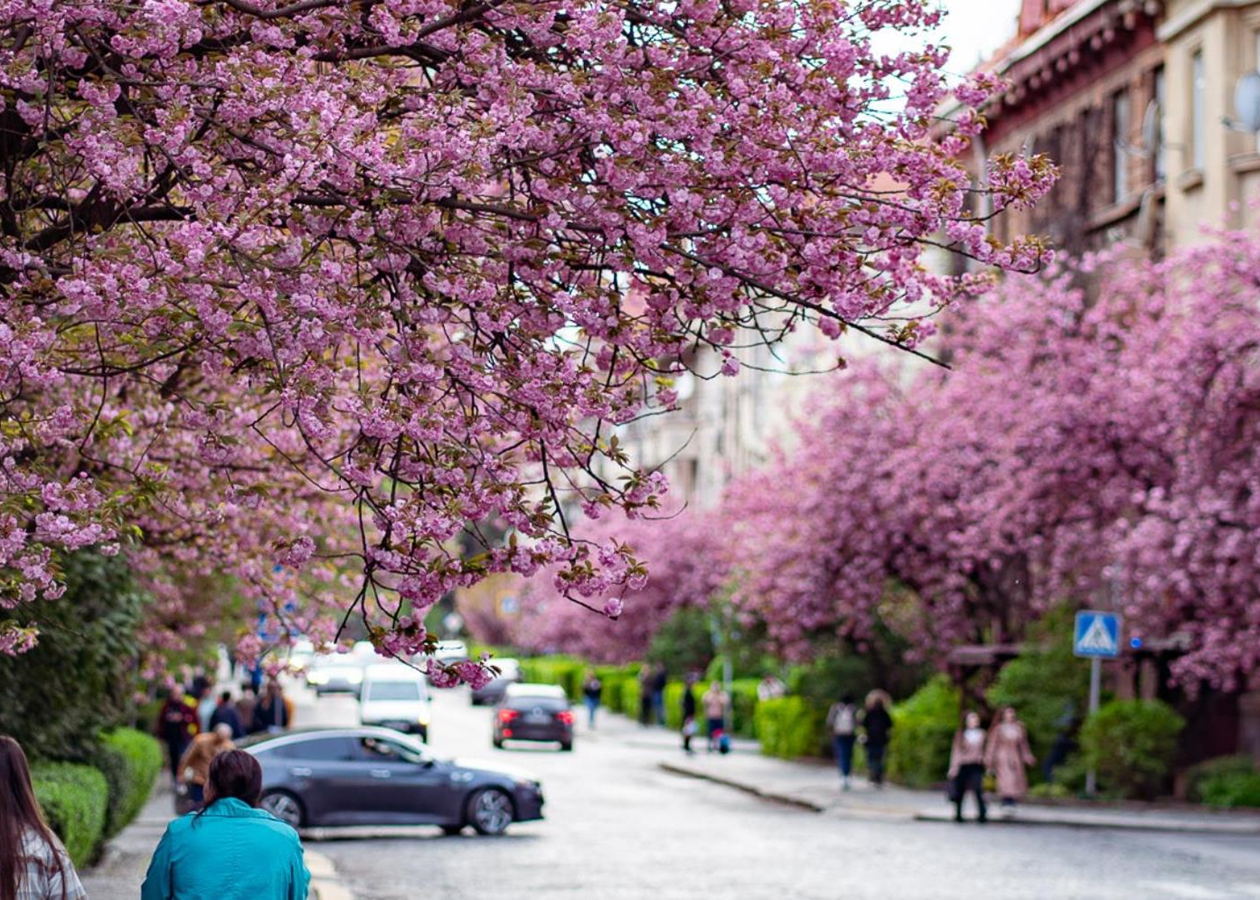 Ужгород знову став рожевим містом: сезон цвітіння сакур вражає